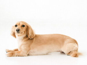 撮影,動物プロダクション,ペットモデル,ペットタレント,モデル犬,タレント犬,カニンヘンダックス,ブレア