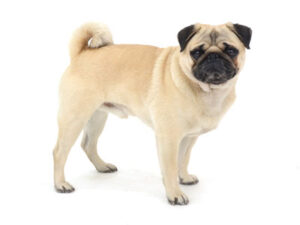 NETFLIX 九条の大罪出演,動物プロダクション,ペットモデル,ペットタレント,モデル犬,タレント犬,パグ,ごんすけ