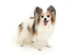 動物プロダクション,ペットモデル,ペットタレント,モデル犬,タレント犬,パピヨン,ルナ