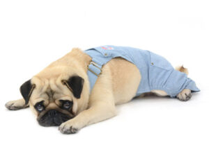 エムドッグス,動物プロダクション,ペットモデル,ペットタレント,モデル犬,タレント犬,パグ,ごんすけ