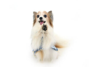動物プロダクション,ペットモデル,ペットタレント,モデル犬,タレント犬,パピヨン,ルナ