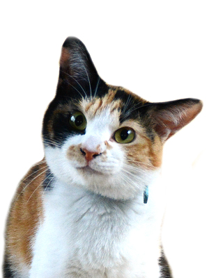 エムドッグス,動物プロダクション,ペットモデル,ペットタレント,モデル猫,タレント猫,MIX猫,ネネ