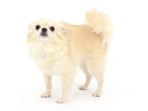 エムドッグス,動物プロダクション,ペットモデル,ペットタレント,モデル犬,タレント犬,チワワ,とろろ