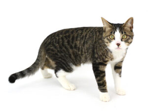 エムドッグス,動物プロダクション,ペットモデル,ペットタレント,モデル猫,タレント猫,MIX猫,ナギ