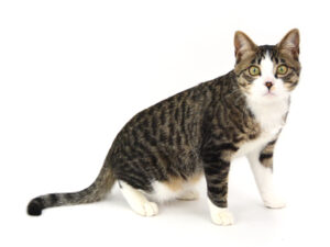 エムドッグス,動物プロダクション,ペットモデル,ペットタレント,モデル猫,タレント猫,MIX猫,ナギ