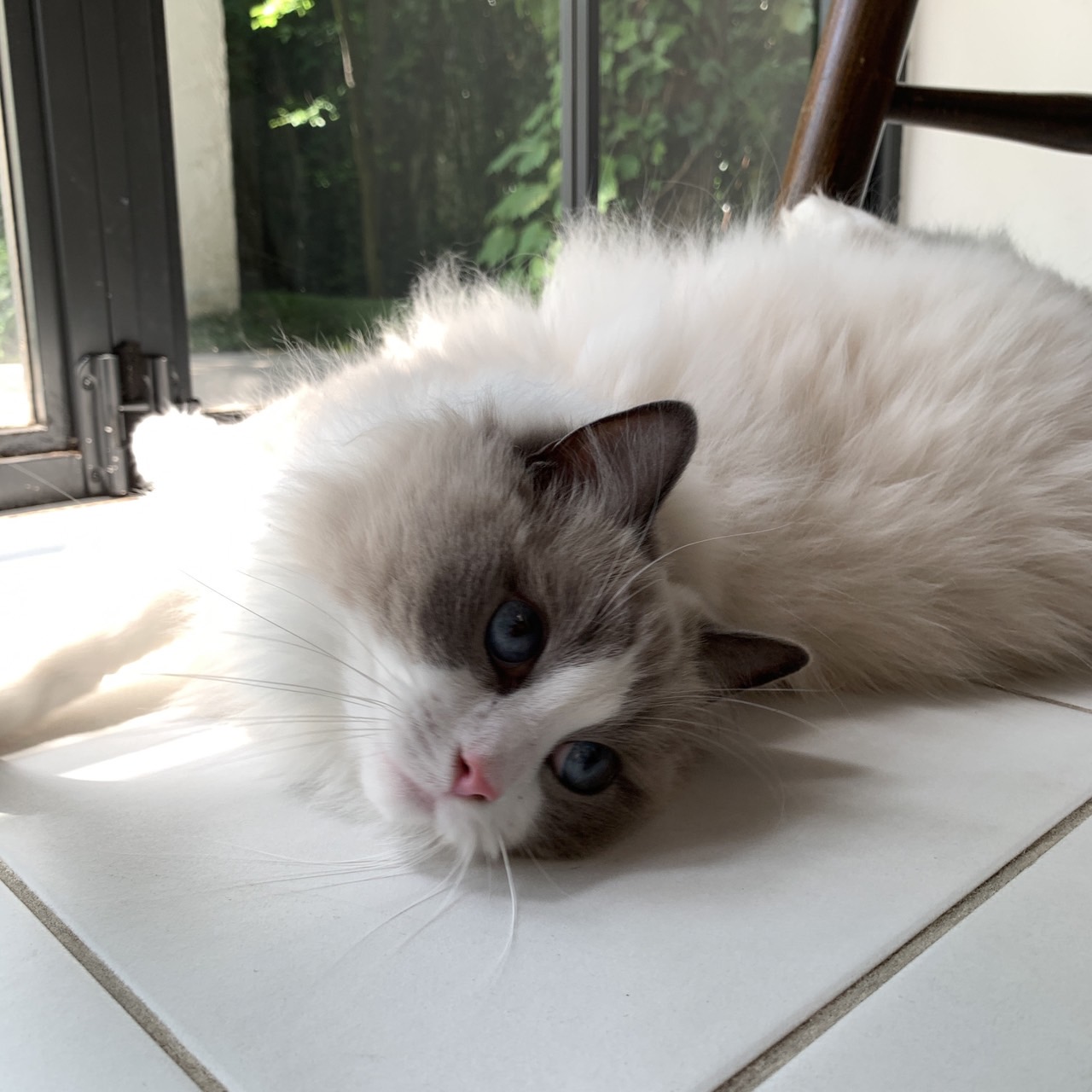 ラグドールの「Arie（アリー）」くんと撮影に行ってきました🌞 ペットモデル・動物プロダクション エムドッグス [ペットモデル・タレント犬