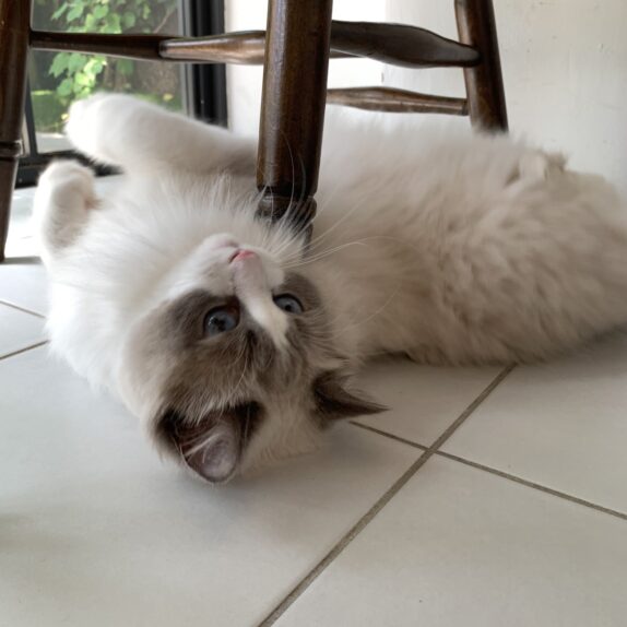 ラグドールの「Arie（アリー）」くんと撮影に行ってきました🌞 ペットモデル・動物プロダクション エムドッグス [ペットモデル・タレント犬