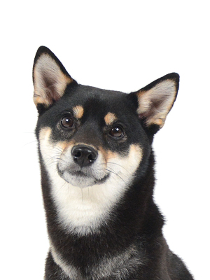 エムドッグス,動物プロダクション,ペットモデル,モデル犬,タレント犬,柴犬,ころ