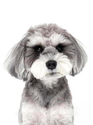エムドッグス,動物プロダクション,ペットモデル,モデル犬,タレント犬,ミニチュアシュナウザー,ハグ