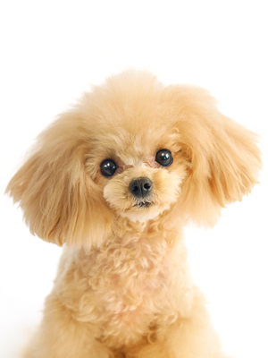 エムドッグス,動物プロダクション,ペットモデル,モデル犬,タレント犬,トイプードル,レモン