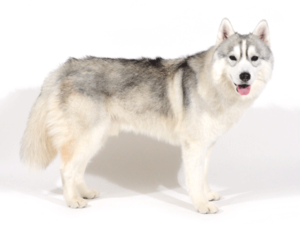 エムドッグス,動物プロダクション,ペットモデル,ペットタレント,モデル犬,タレント犬,シベリアンハスキー,アストロ
