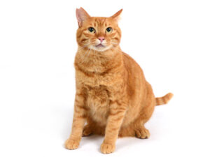 エムドッグス,動物プロダクション,ペットモデル,ペットタレント,モデル猫,タレント猫,MIX猫,春,はる