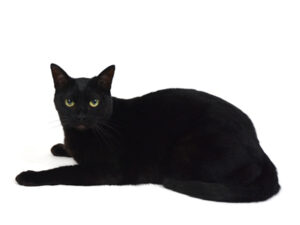 エムドッグス,動物プロダクション,ペットモデル,ペットタレント,モデル猫,タレント猫,MIX猫,Coco,ココ