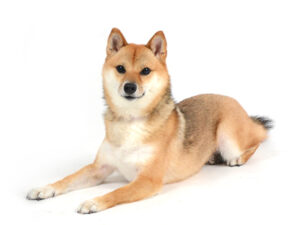 エムドッグス,動物プロダクション,ペットモデル,ペットタレント,モデル犬,タレント犬,柴犬,小豆,あずき