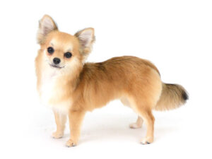 エムドッグス,動物プロダクション,ペットモデル,ペットタレント,モデル犬,タレント犬,チワワ,Dustin,ダスティン