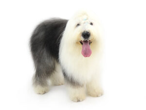 エムドッグス,動物プロダクション,ペットモデル,ペットタレント,モデル犬,タレント犬,オールドイングリッシュシープドッグ,ダイナ