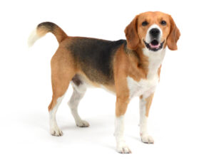 エムドッグス,動物プロダクション,ペットモデル,ペットタレント,モデル犬,タレント犬,ビーグル,Summer,サマー