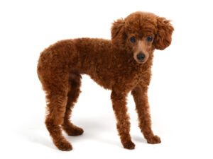 エムドッグス,動物プロダクション,ペットモデル,ペットタレント,モデル犬,タレント犬,トイプードル,龍,りゅう