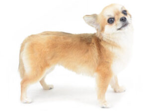 エムドッグス,動物プロダクション,ペットモデル,ペットタレント,モデル犬,タレント犬,チワワ,Dustin,ダスティン