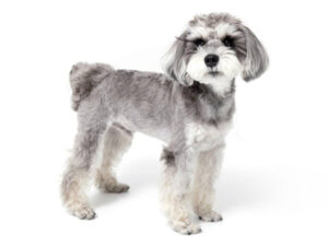 エムドッグス,動物プロダクション,ペットモデル,モデル犬,タレント犬,ミニチュアシュナウザー,ハグ