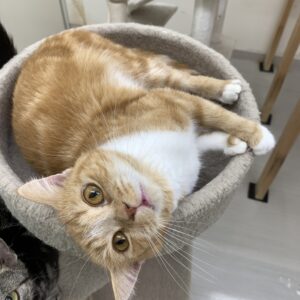 エムドッグス,動物プロダクション,ペットモデル,ペットタレント,モデル猫,タレント猫,スコティッシュフォールド,くつした