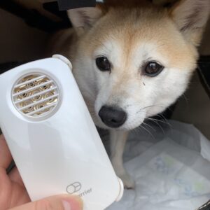 エムドッグス,動物プロダクション,ペットモデル,ペットタレント,モデル犬,タレント犬,柴犬,ポッケ