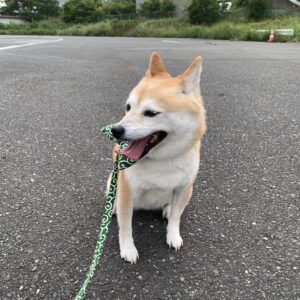 エムドッグス,動物プロダクション,ペットモデル,ペットタレント,モデル犬,タレント犬,柴犬,ポッケ