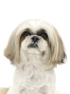 エムドッグス,動物プロダクション,ペットモデル,モデル犬,タレント犬,シーズー,華丸,はなまる