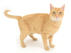 エムドッグス,動物プロダクション,ペットモデル,ペットタレント,モデル猫,タレント猫,MIX猫,日本猫,さっちゃん