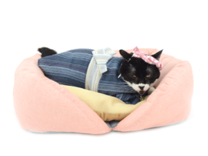 エムドッグス,動物プロダクション,ペットモデル,ペットタレント,モデル猫,タレント猫,MIX猫,日本猫,AEON,イオン