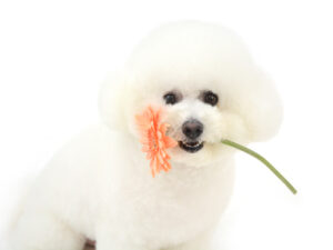 エムドッグス,動物プロダクション,ペットモデル,モデル犬,タレント犬,ビションフリーゼ,芙侑,ふう
