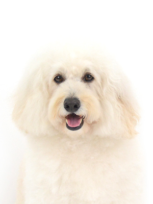 エムドッグス,動物プロダクション,ペットモデル,モデル犬,タレント犬,ゴールデンドゥードル,レオ