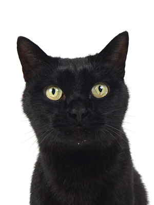 エムドッグス,動物プロダクション,ペットモデル,モデル猫,タレント猫,MIX猫,運,うん