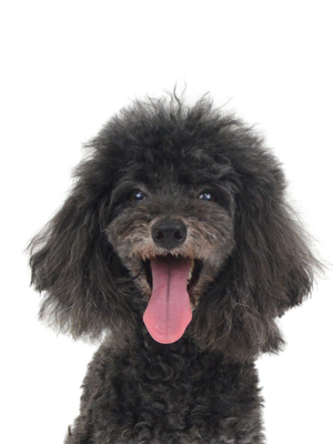 エムドッグス,動物プロダクション,ペットモデル,モデル犬,タレント犬,トイプードル,黒太,くろた
