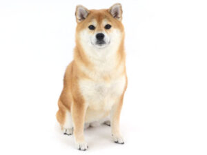 エムドッグス,動物プロダクション,ペットモデル,ペットタレント,モデル犬,タレント犬,柴犬,エマ
