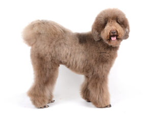 エムドッグス,動物プロダクション,ペットモデル,モデル犬,タレント犬,オーストラリアンラブラドゥードル,BRUNO,ブルーノ
