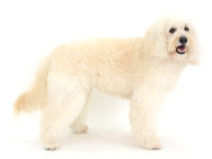 エムドッグス,動物プロダクション,ペットモデル,モデル犬,タレント犬,ゴールデンドゥードル,レオ