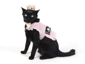 エムドッグス,動物プロダクション,ペットモデル,モデル猫,タレント猫,MIX猫,運,うん