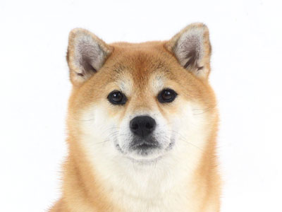 エムドッグス,動物プロダクション,ペットモデル,ペットタレント,モデル犬,タレント犬,柴犬,エマ