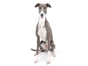 エムドッグス,動物プロダクション,ペットモデル,ペットタレント,モデル犬,タレント犬,グレーハウンド,sella,セラ