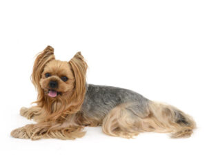 エムドッグス,動物プロダクション,ペットモデル,モデル犬,タレント犬,ヨークシャーテリア,コハク