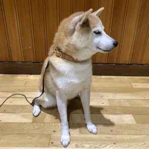 エムドッグス,動物プロダクション,ペットモデル,ペットタレント,モデル犬,タレント犬,柴犬,十太郎,じゅうたろう