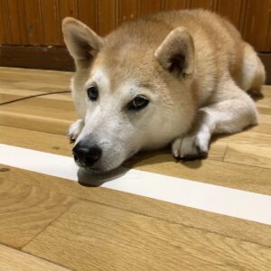 エムドッグス,動物プロダクション,ペットモデル,ペットタレント,モデル犬,タレント犬,柴犬,十太郎,じゅうたろう