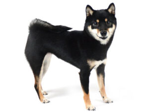 エムドッグス,動物プロダクション,ペットモデル,ペットタレント,モデル犬,タレント犬,柴犬,HEP,ヘップ