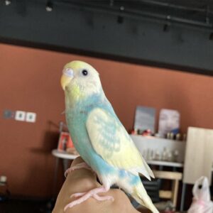 エムドッグス,動物プロダクション,ペットモデル,ペットタレント,モデル,タレント,小鳥,セキセイインコ,パスカル