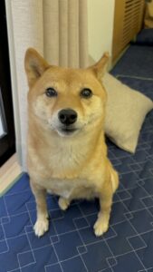 エムドッグス,動物プロダクション,ペットモデル,ペットタレント,モデル犬,タレント犬,柴犬,なな