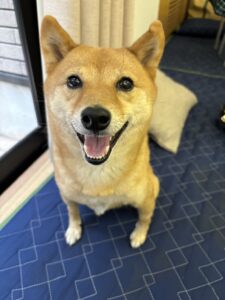 エムドッグス,動物プロダクション,ペットモデル,ペットタレント,モデル犬,タレント犬,柴犬,なな