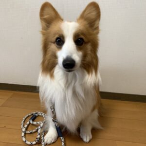 エムドッグス,動物プロダクション,ペットモデル,ペットタレント,モデル犬,タレント犬,ウェルシュコーギーペンブローク,こまち