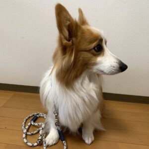 エムドッグス,動物プロダクション,ペットモデル,ペットタレント,モデル犬,タレント犬,ウェルシュコーギーペンブローク,こまち