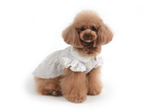 エムドッグス,動物プロダクション,ペットモデル,ペットタレント,モデル犬,タレント犬,トイプードル,ココ